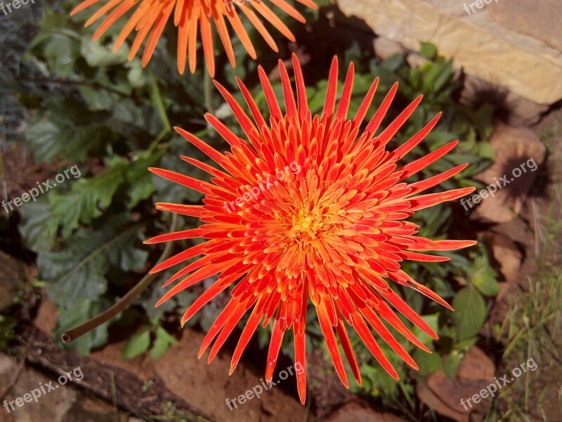 Flower Orange Orange Flower Flower Isolated Blossom