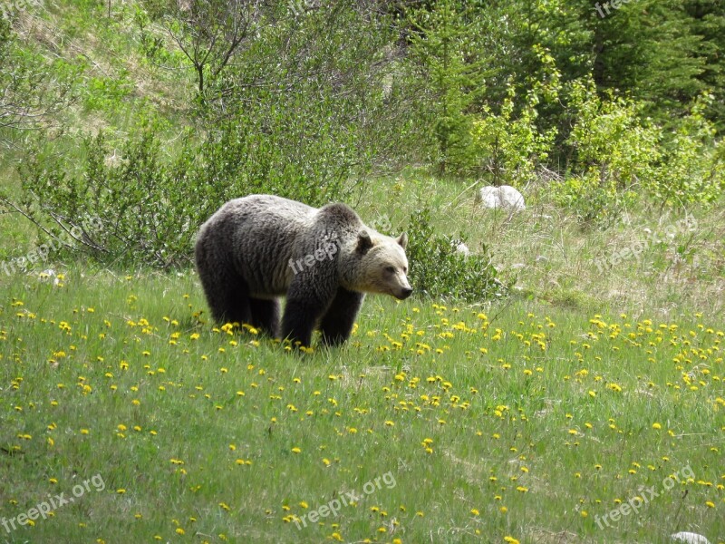 Brown Bear Bear Wildlife Alberta Canada