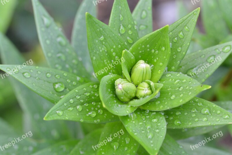 Lily Drop Of Water Plant Green Close Up