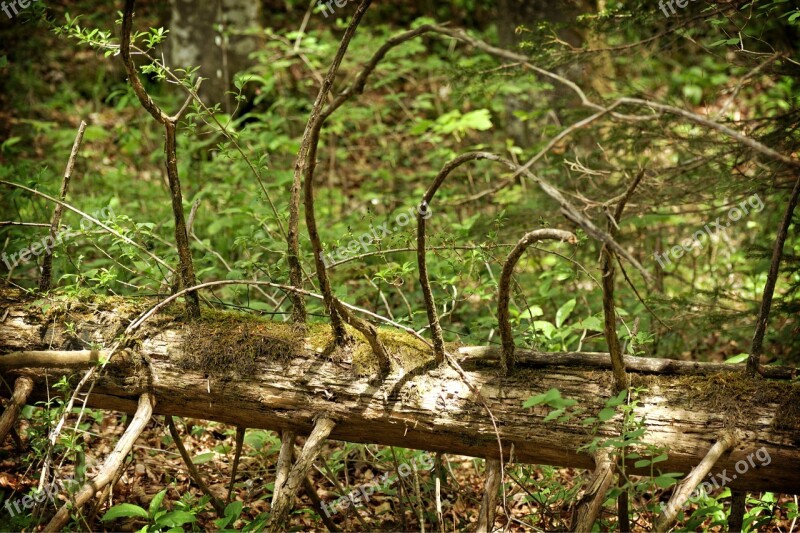 Log Tree Old Nature Wood