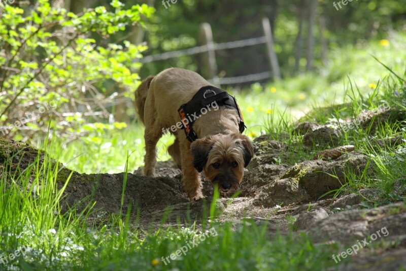 Dog Nature Plays Addiction Sniffing