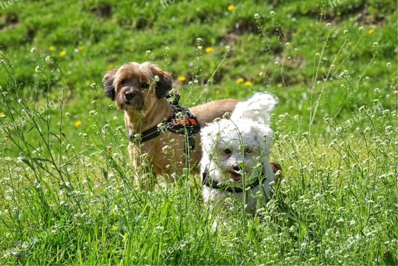 Dog Meadow Grass Flower Meadow Together