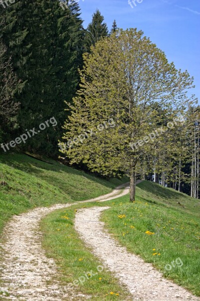 Away Lane Nature Landscape Way Meadow