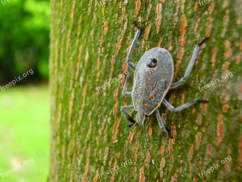 Quentin Chong Beetles Taiwan Insect Trunk