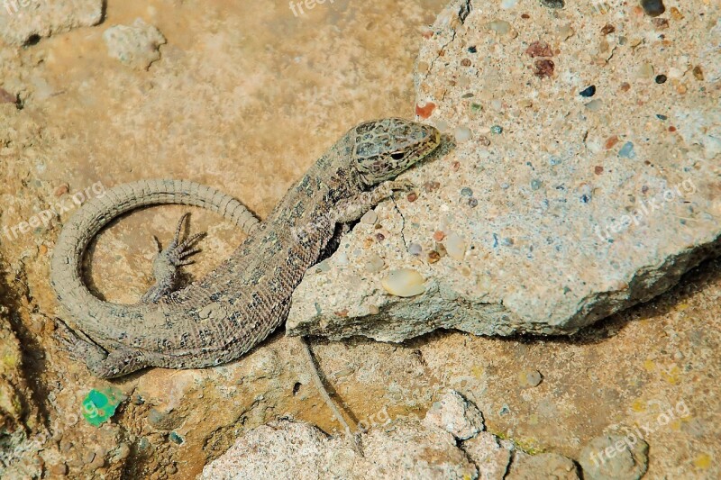 Sand Lizard Lizard Female Stone Reptile