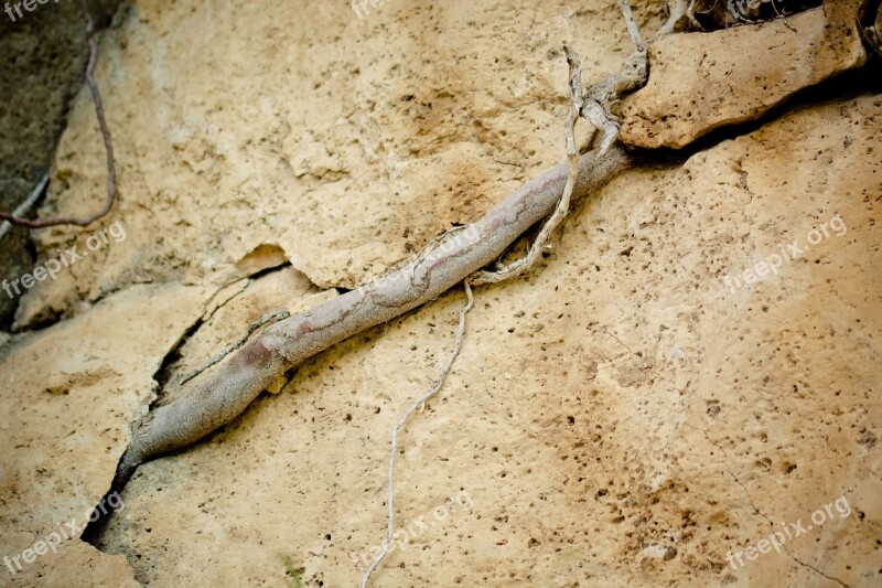 Root Rock Grow Crack Column