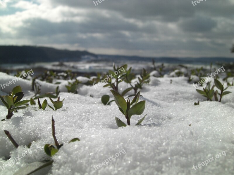 Snow Close Up Winter Plant Eiskristalle