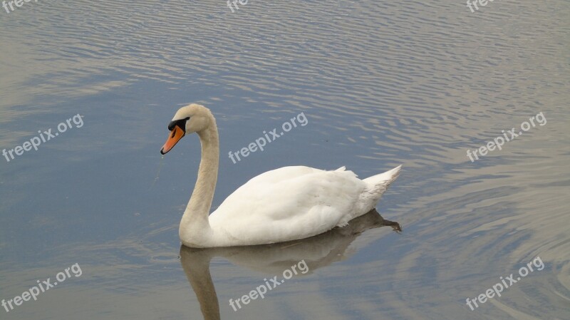 Swan White Feathers Wildlife Water Pond