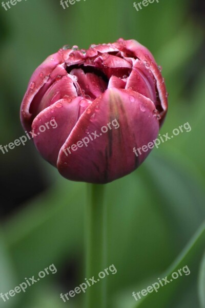 Flower Red Green Nature Red Flower