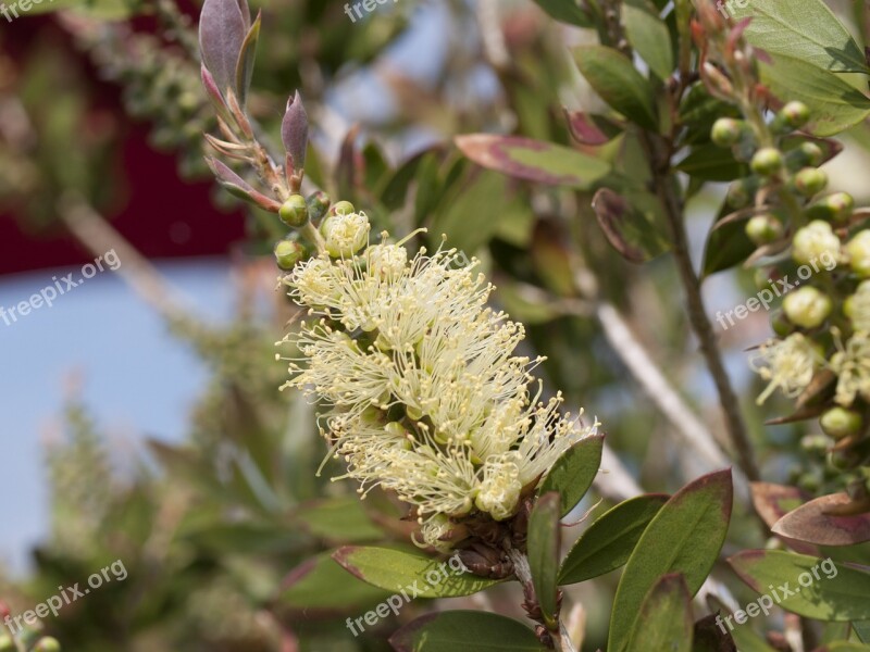 Yellow Bottle Brush Australia Plant Floral