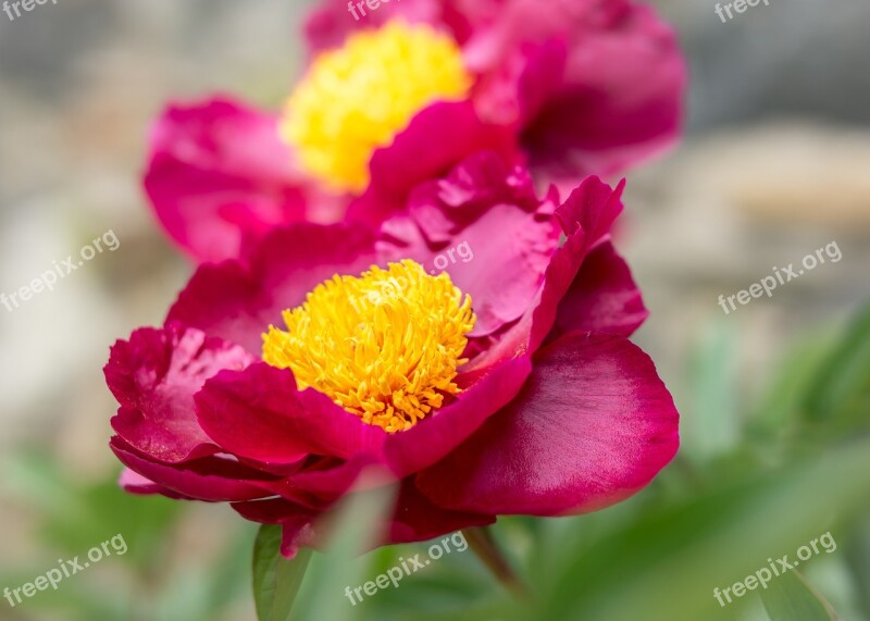 Peony Bush Blossom Bloom Shrub Peony