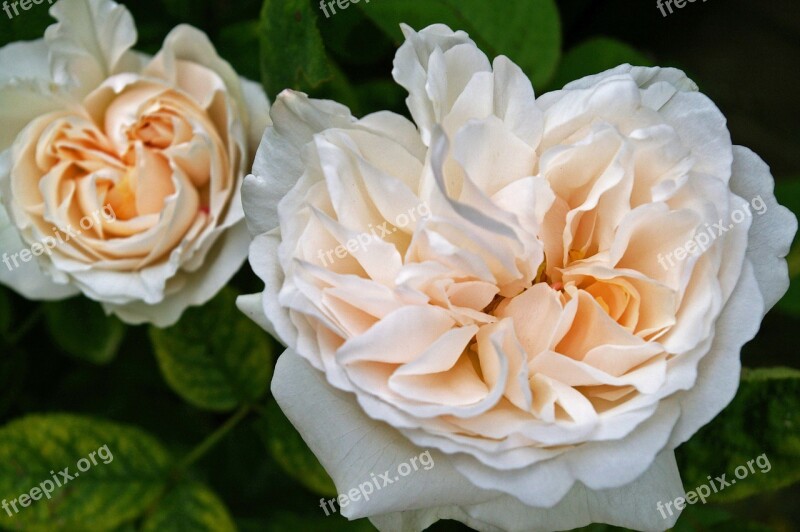 Rose White Rose Blossom Bloom Nature