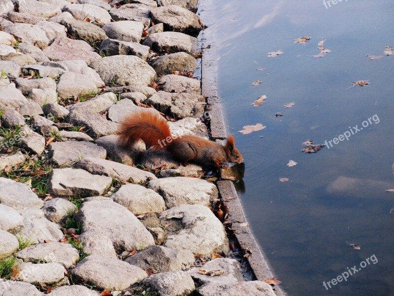 The Squirrel Animal Animals Park Ruda