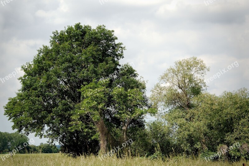 Trees Clouds Landscape Sky Nature Mood