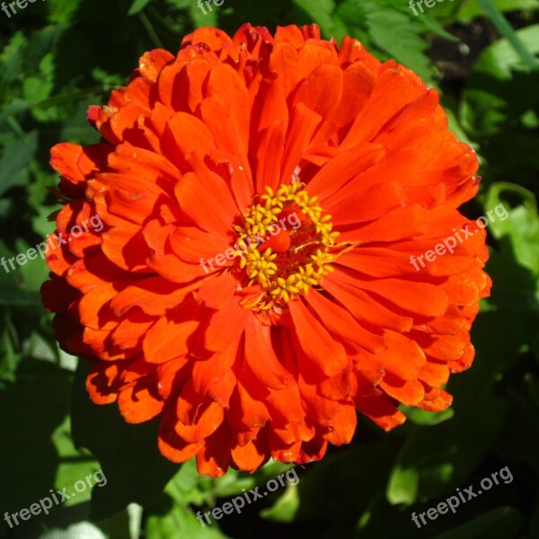 Zinnia Flower Nature Petals Orange Plant