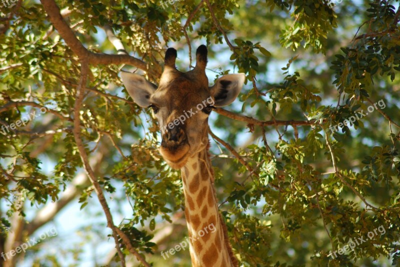 Botswana Giraffe Africa Safari Friendly