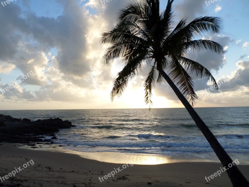 Palm Tree Tropical Beach Shore Sea