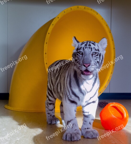 Tiger Cub White Baby Cat Feline