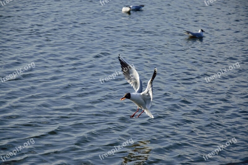 Seagull Bird Flight Nature Wings