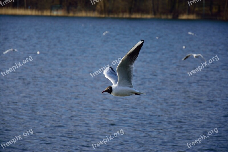 Seagull Bird Flight Nature Wings