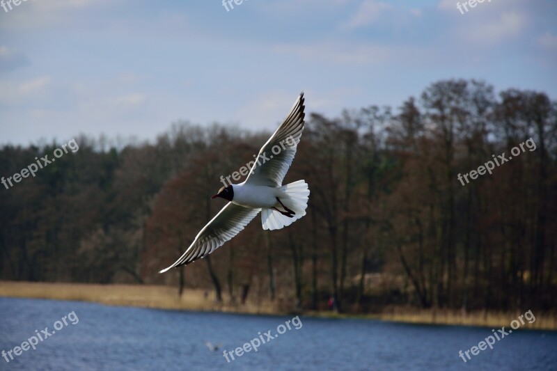 Seagull Bird Flight Nature Wings