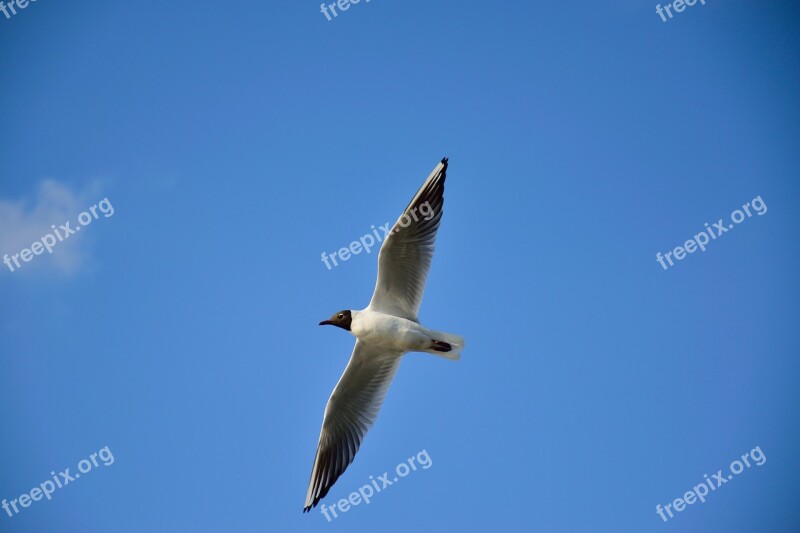 Seagull Bird Flight Nature Wings