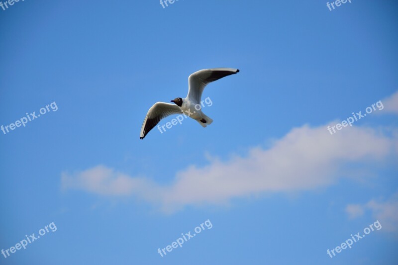 Seagull Bird Flight Nature Wings