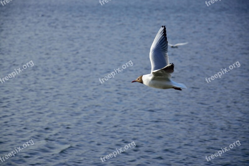 Seagull Bird Flight Nature Wings