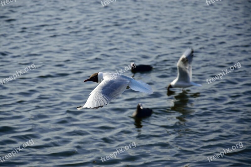 Seagull Bird Flight Nature Wings