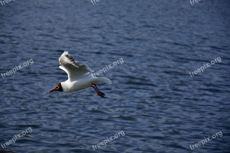 Seagull Bird Flight Nature Wings