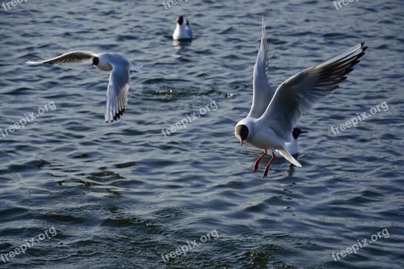 Seagull Bird Flight Nature Wings