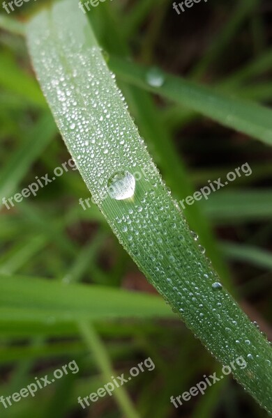 Grass Blade Of Grass Dew Dew Drop Morning Dew