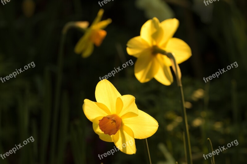 Bellflower Flower Blossom Bloom Nature