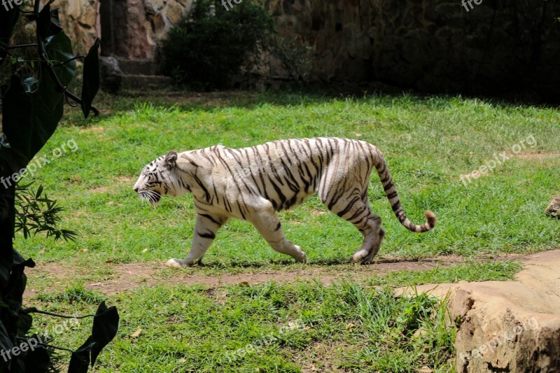 Tiger Zoo Animal Wildlife Cat