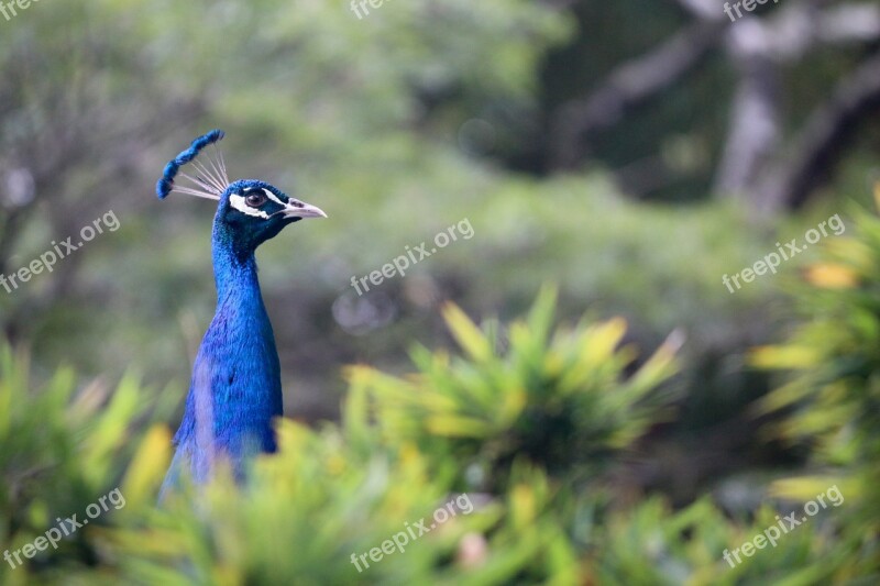 Peafowl Animal Bird Peacock Plumage