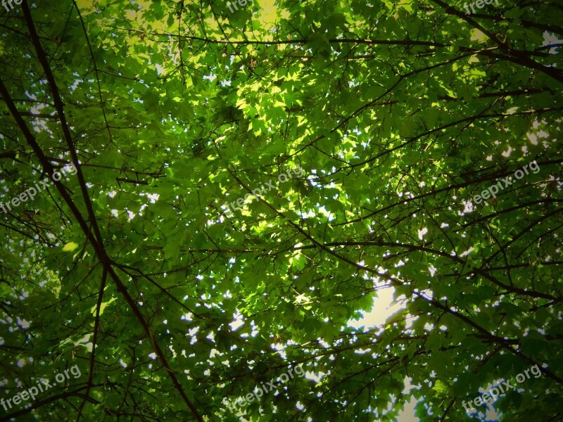 Tree Nature Leaves Green The Crown Of The Tree