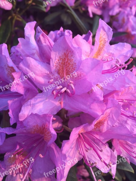 Rhododendron Purple Flower Nature Outdoors