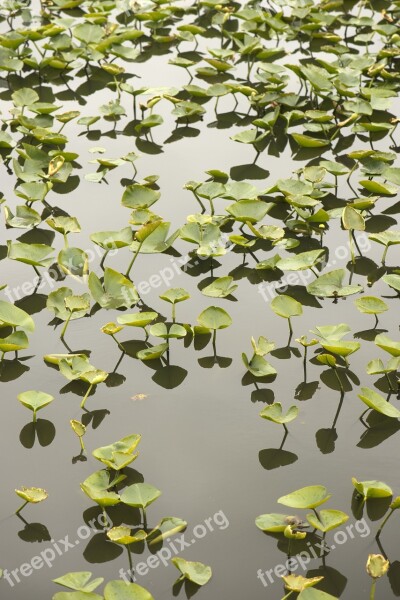 Aquatic Plant Green Life Growing