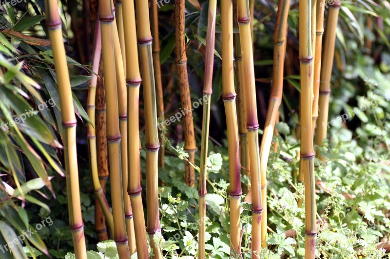 Bamboo Nature Wood Stems Leaves