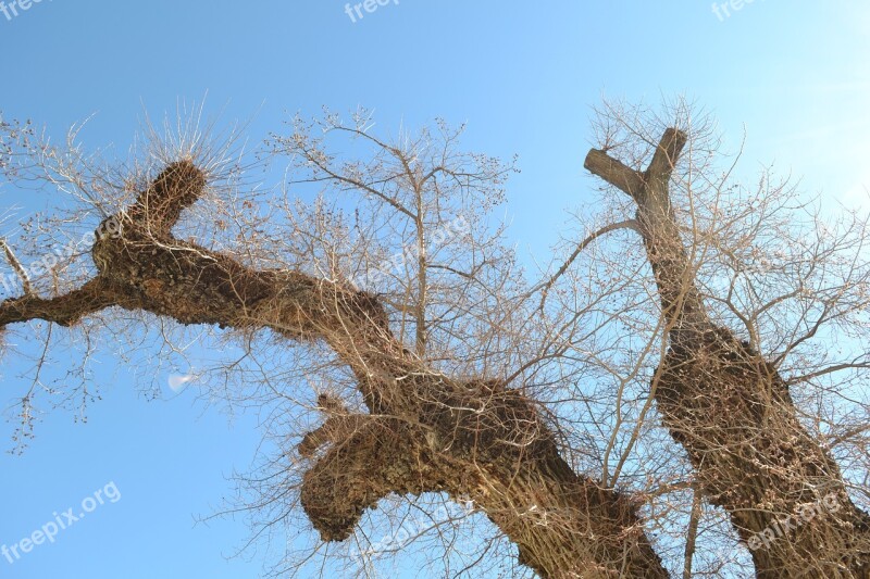 Tree Nature Wood Dry Died Tree