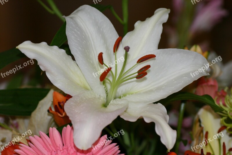 Flowers Bouquet Close Up Lily White Lily