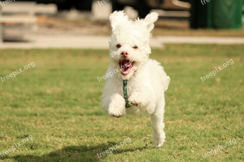 Adventure Dog Running Dog Pet Animal