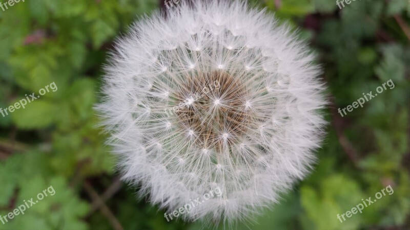 Blowing Dandelion Wish Plantdry White