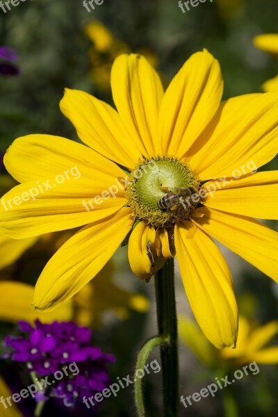 Plants Flowers Flower Plant Garden