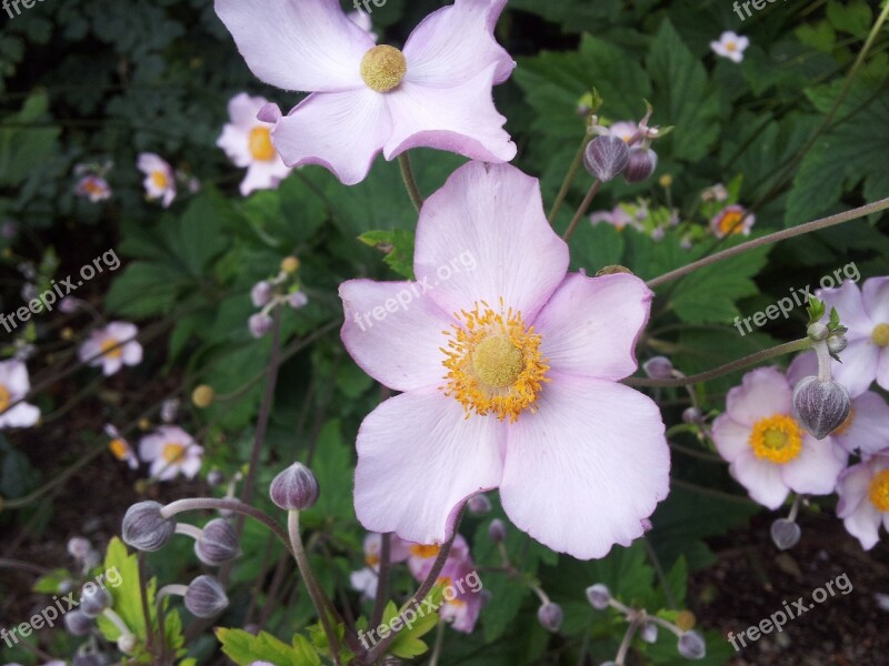 Flower Garden Green Landscape Garden Bloom