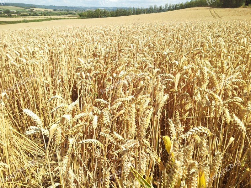 Wheat Wheat Farm Farm Agriculture Farmland