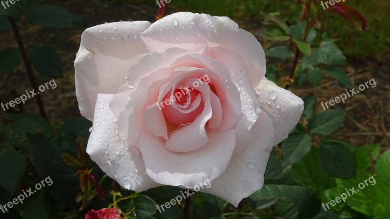 Pink Rose Flowers Rose Blooms Garden Roses Garden