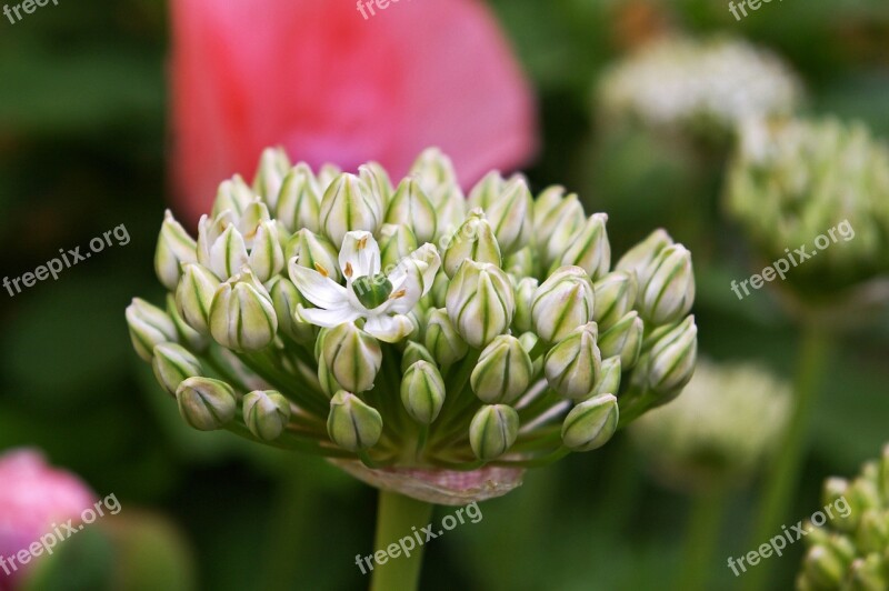 Ornamental Onion White Zierlauch Blossom Bloom Nature