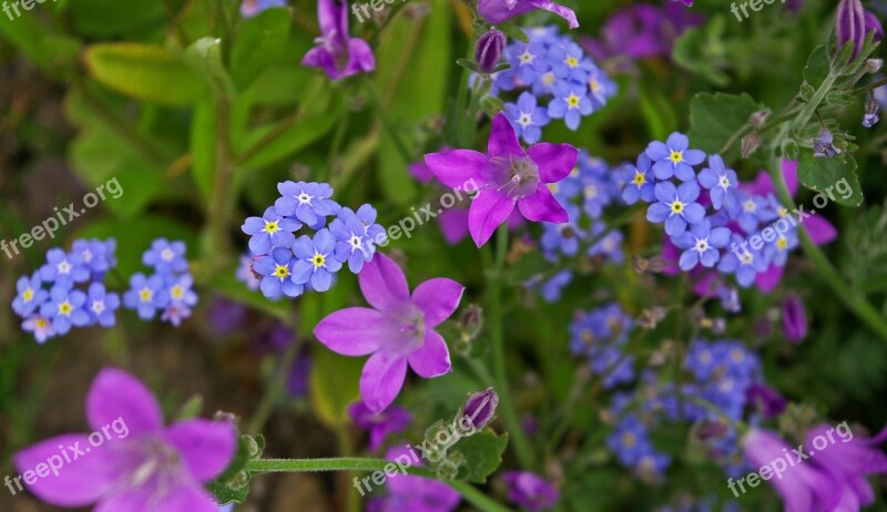 Violet Bellflower Purple Blue Flower