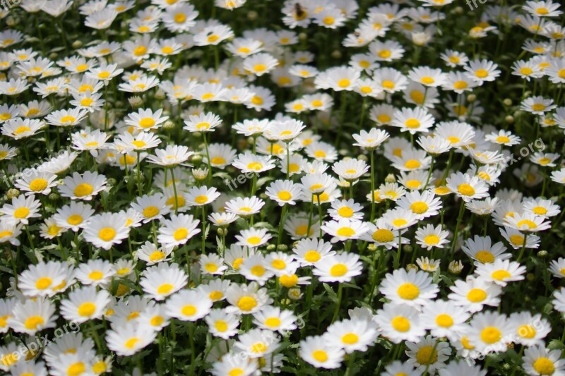 Wildflower Flowers Wildflower Close-ups Potted Plant Fall Flowers